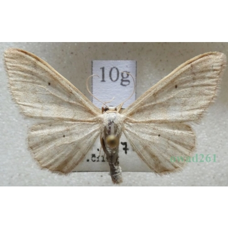 Idaea straminata (Borkhausen, 1794) Krocznik niezdobiak Czech10g